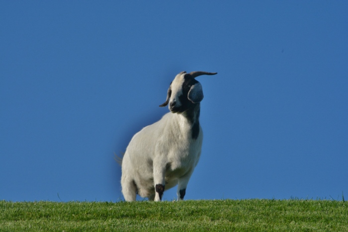goat on roof